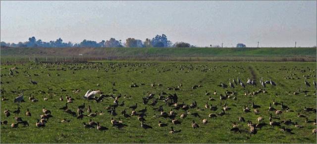 sm 2009.11.01.23  Cosumnes.jpg - Migratory birds dot the landscape on N. Staten Island Rd, just a few miles from the preserve.